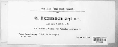 Myxofusicoccum coryli image